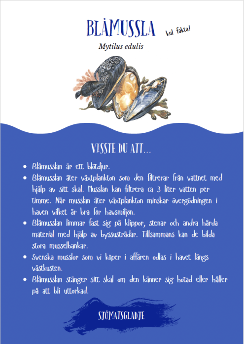 Bordsryttare-blåmussla