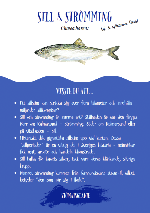 Bordsryttare-sill/strömming