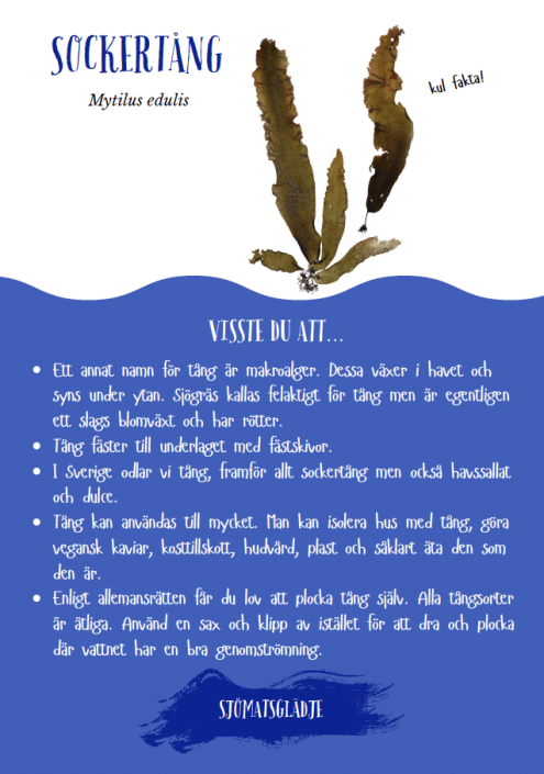 Bordsryttare-sockertång