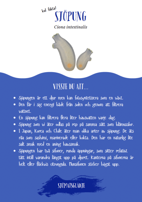 Bordsryttare-sjöpung